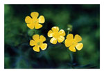 Buttercup Note Card