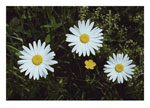 Daisy Note Card