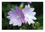 Musk Mallow Note Card