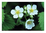 Common Strawberry Note Card