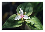 Trillium Note Card