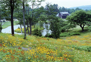 Wildflowers Note Card Series